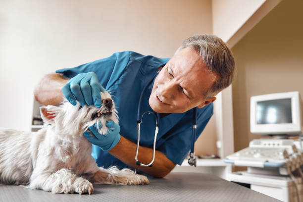 Best Emergency X-Rays and Diagnostics in Helemano, HI